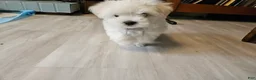 Morkie dogs for sale: Morkie 2 - Ad 2
