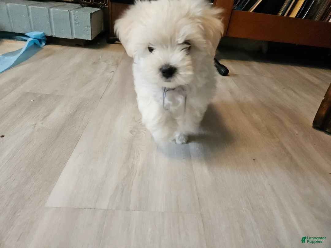 Morkie dogs for sale: Morkie 2 - Ad 2