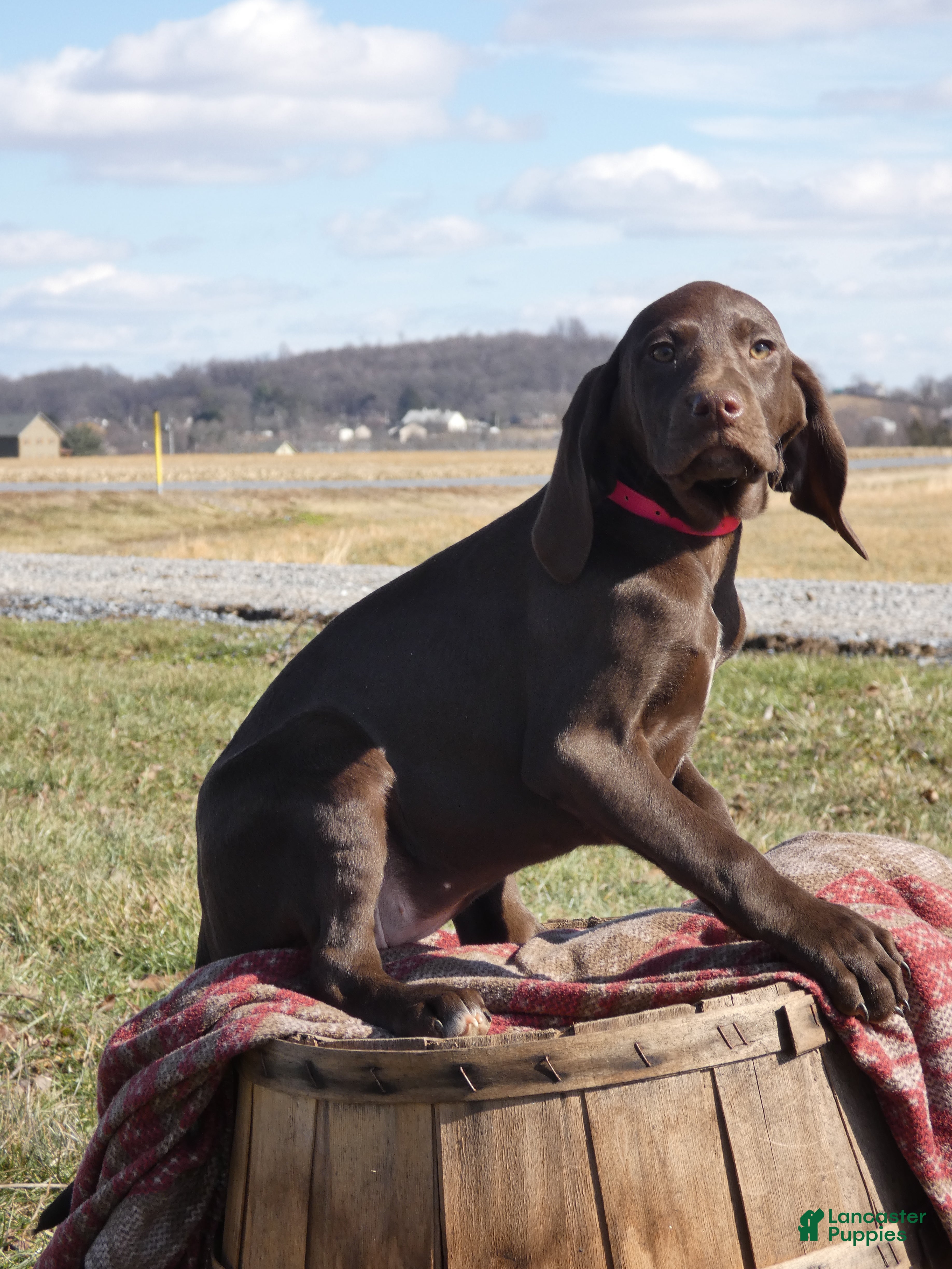 Mixed Breed dogs Mars - Ad 20