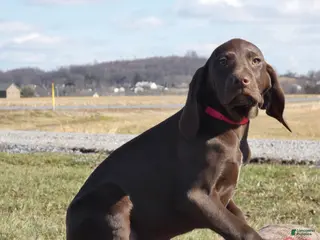 Mixed Breed dogs Mars - Ad 20