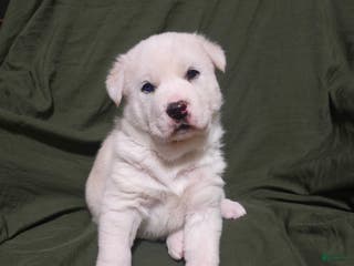 Mixed Breed dogs Inu - Ad 42