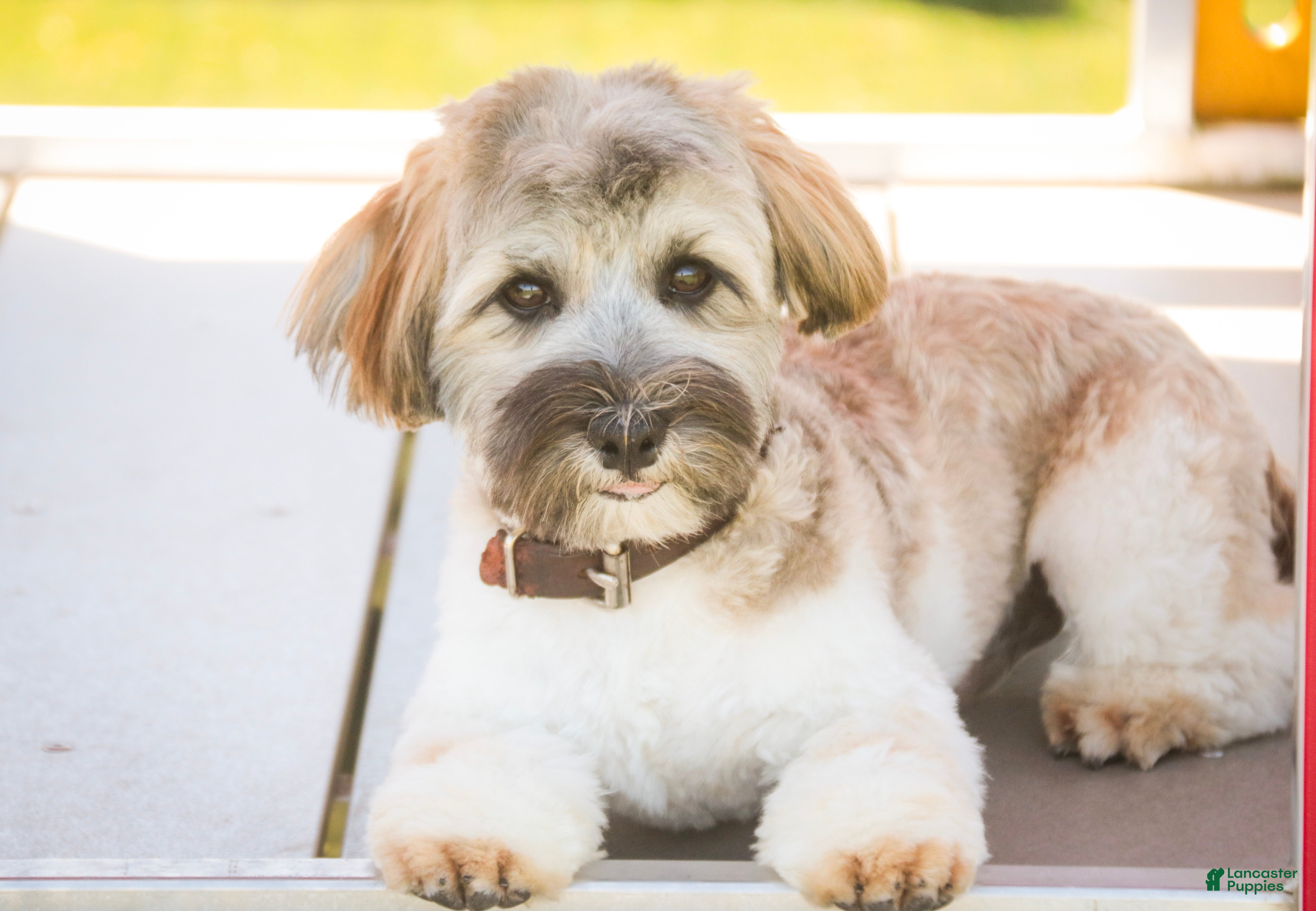 Havanese dogs Biscotti - Ad 1