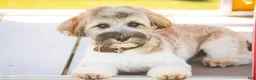 Havanese dogs for sale: Biscotti - Ad 1