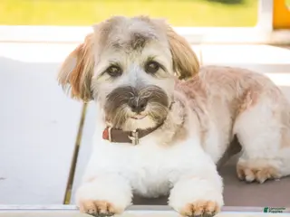 Havanese dogs for sale: Biscotti - Ad 3