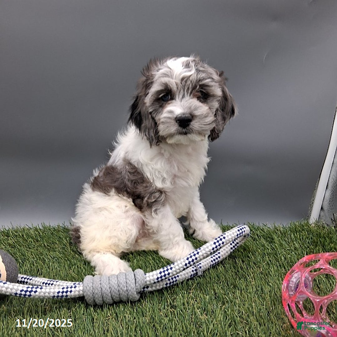 Cockapoo dogs for sale: Twila - Ad 2