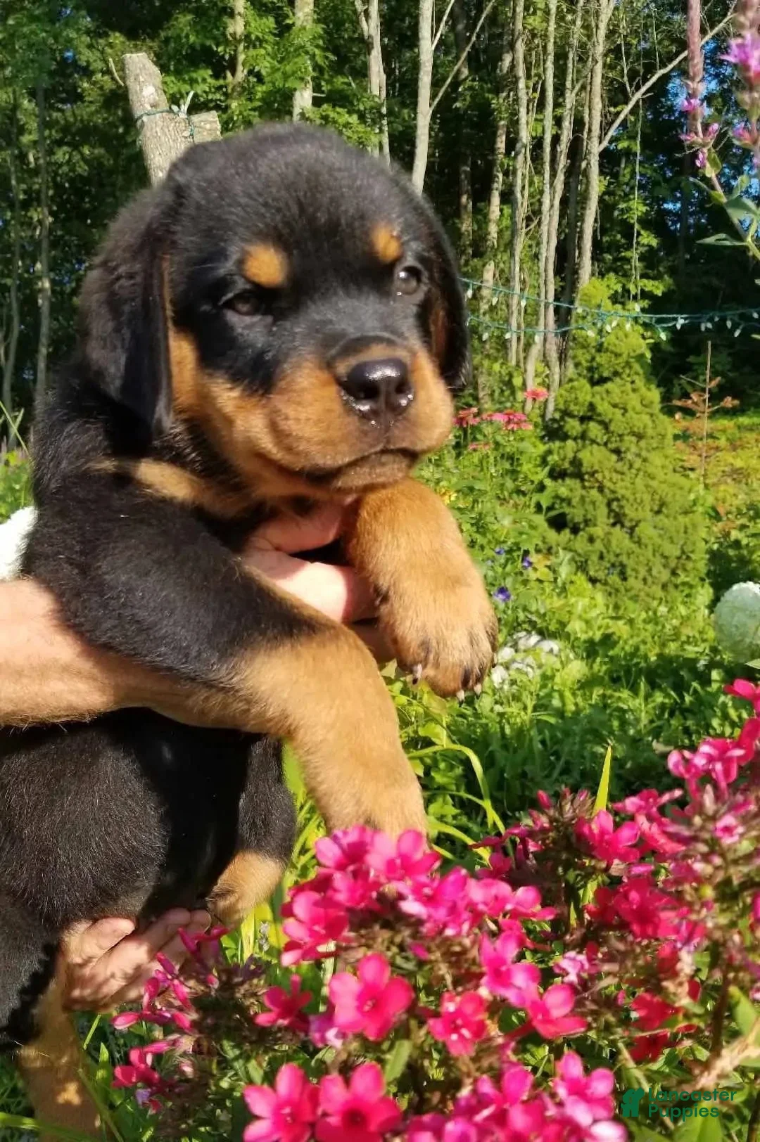 Rottweiler dogs for sale: Rottweiler Puppy 4 - Ad 1