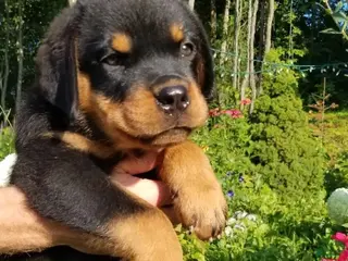 Rottweiler dogs Rottweiler Puppy 4 - Ad 8