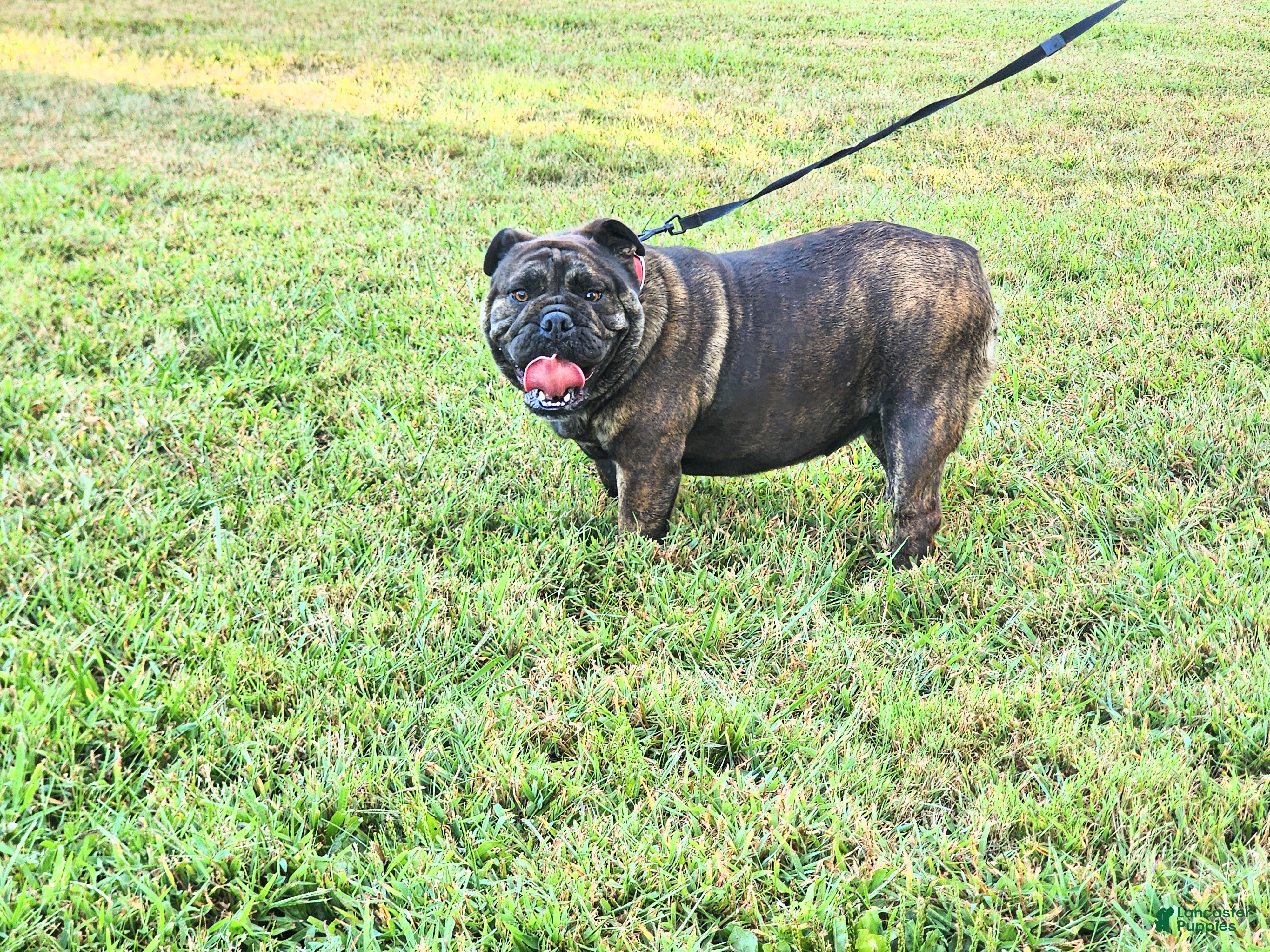 English Bulldog dogs for sale: Chloe - Ad 2
