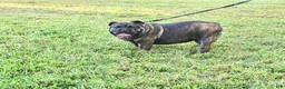 English Bulldog dogs for sale: Chloe - Ad 1