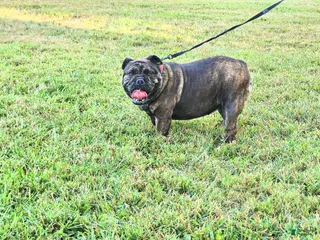 English Bulldog dogs for sale: Chloe - Ad 2