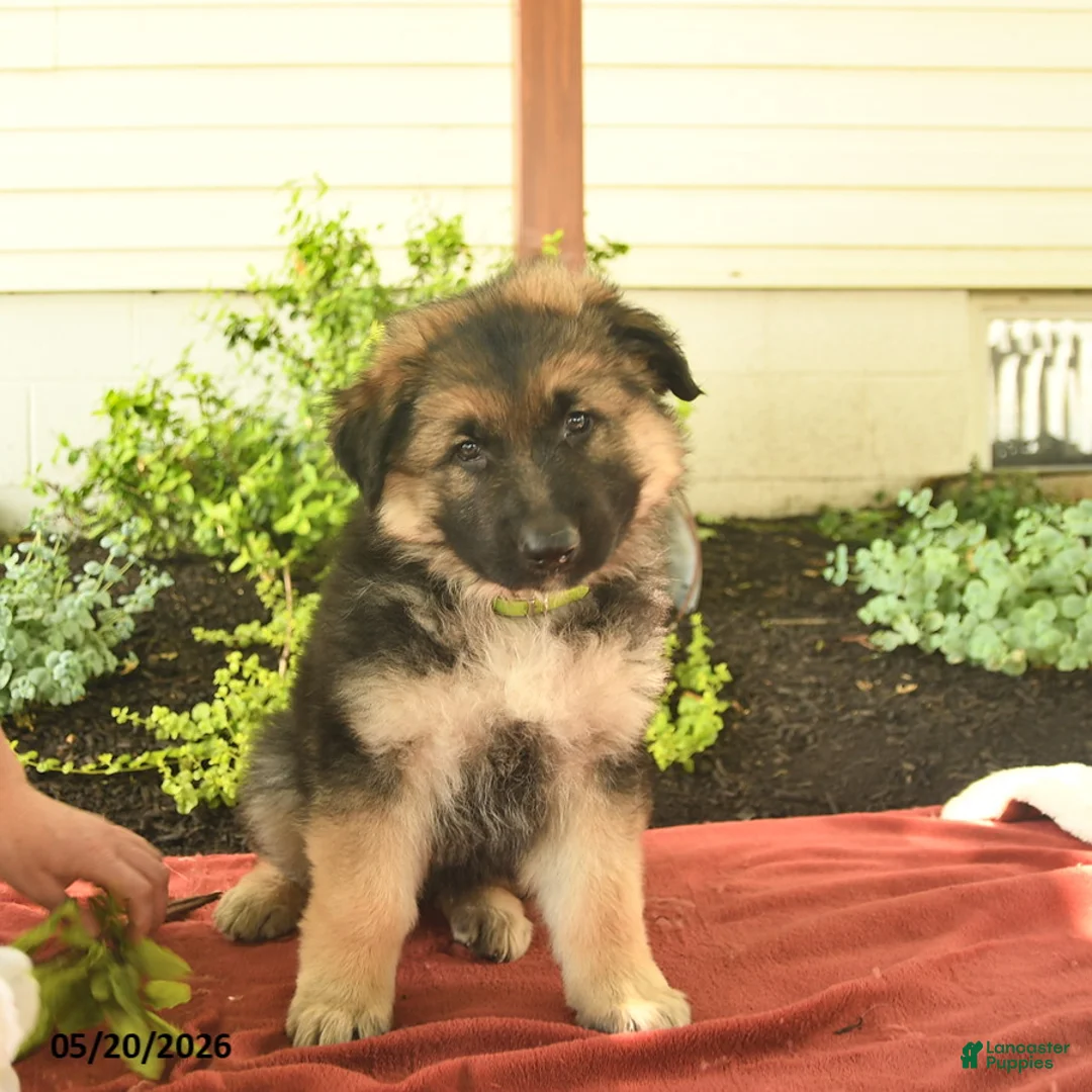 German Shepherd dogs for sale: Colby  - Ad 10
