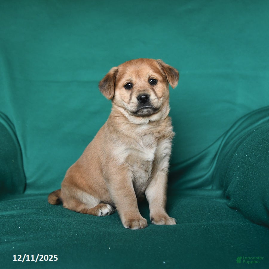 Mixed Breed dogs Jingles - Ad 42