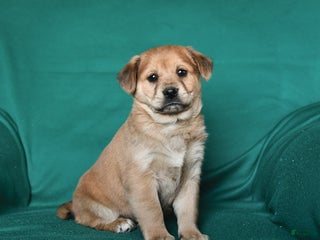 Mixed Breed dogs Jingles - Ad 32