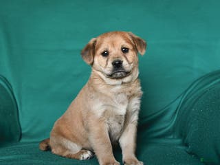 Mixed Breed dogs Jingles - Ad 41