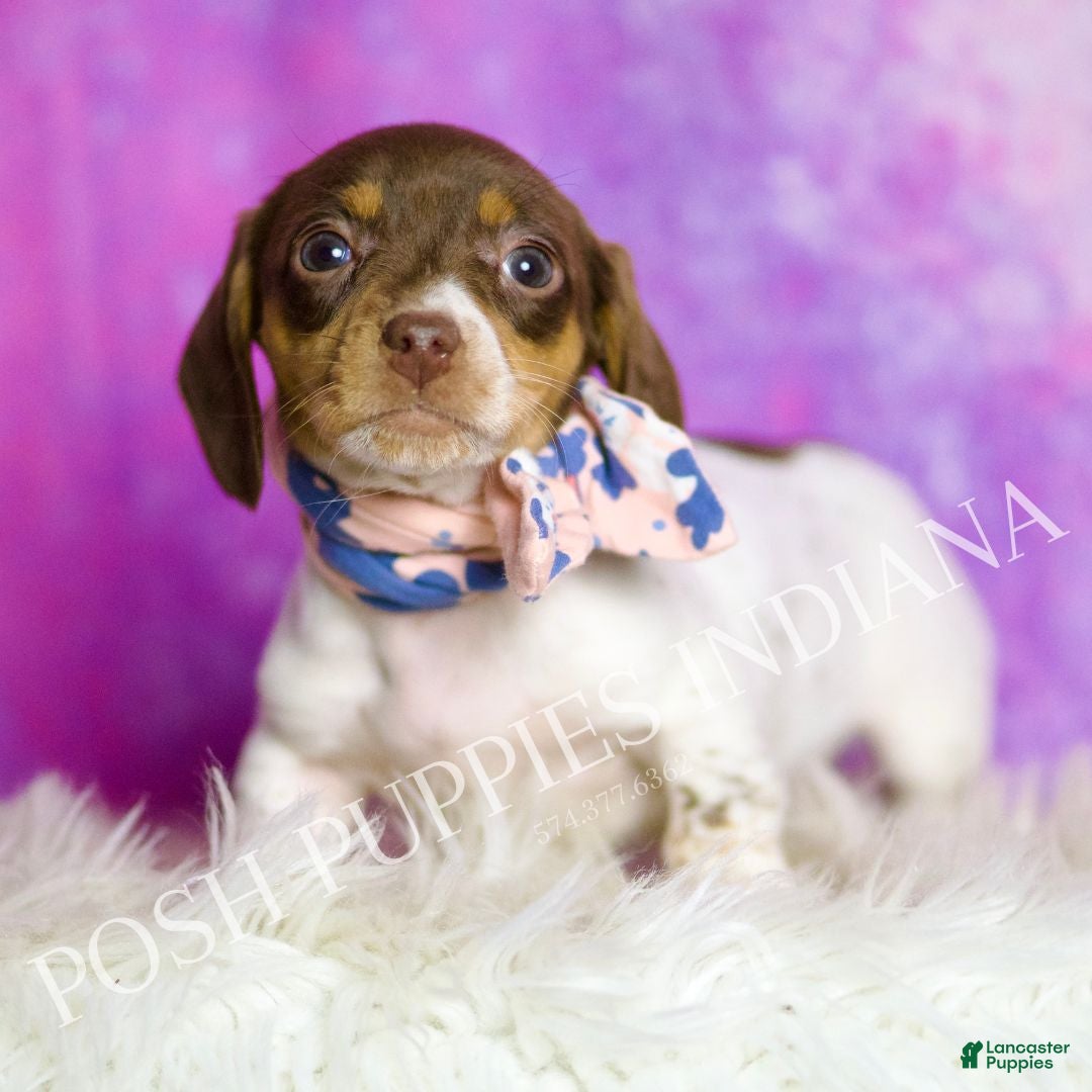 Miniature Dachshund dogs Sapphire - Ad 1