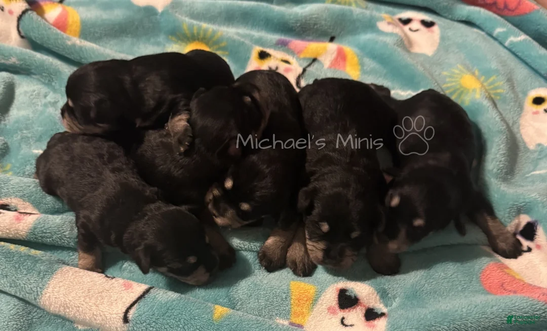 Miniature Schnauzer dogs for sale: Boy Green - Ad 9