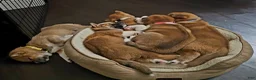 Shiba Inu dogs for sale: Ravioli - Ad 7