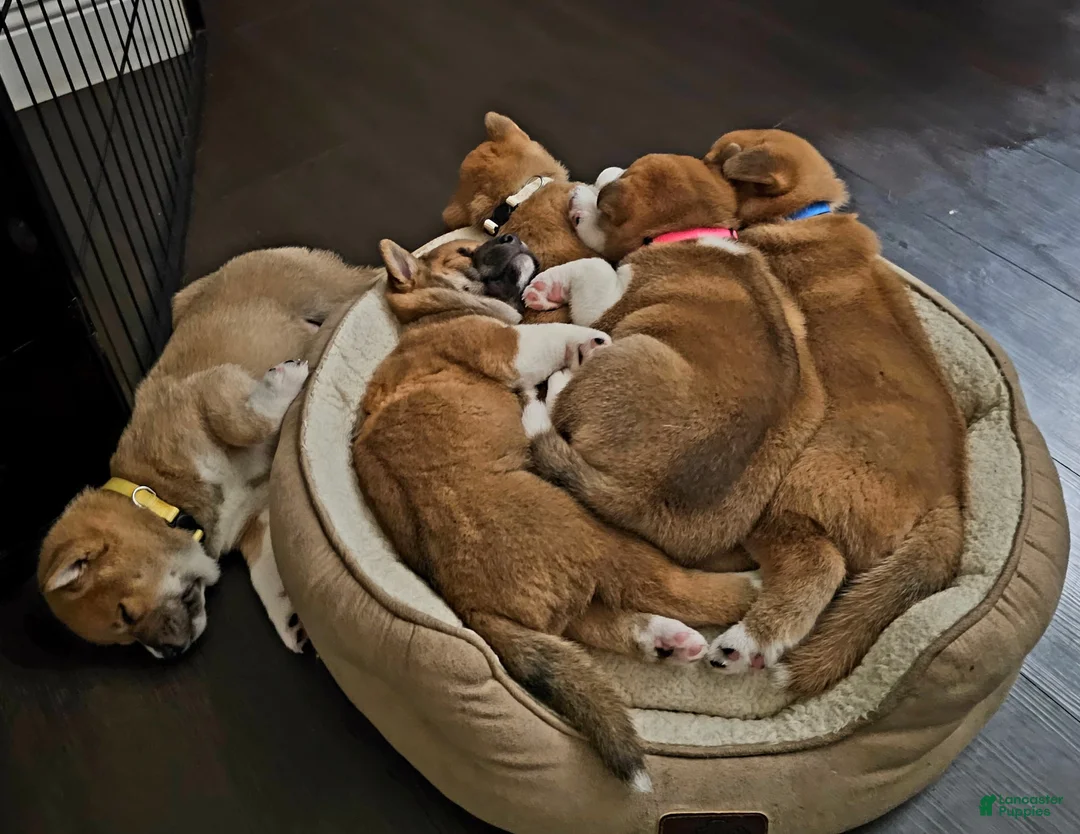 Shiba Inu dogs for sale: Ravioli - Ad 7
