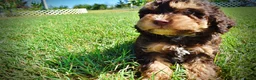 Havapoo dogs for sale: Jazz-LABOR DAY SALE-TAKE $100 OFF!!! - Ad 16