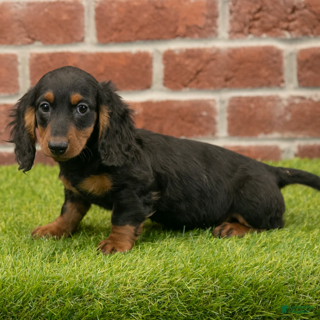 Miniature Dachshund dogs for sale: Harry - Ad 3