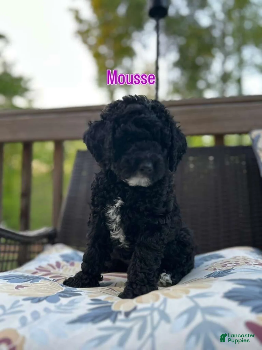 Mini Bernedoodle dogs for sale: Mini Bernedoodle Puppy 2 - Ad 1