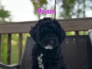 Mini Bernedoodle dogs Mini Bernedoodle Puppy 2 - Ad 20