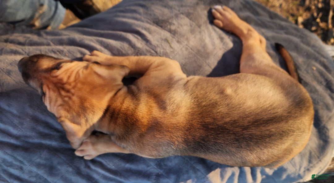 Catahoula Leopard Dog dogs for sale: Tala 2025 Female 2 - Ad 3