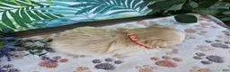 Maltipoo dogs for sale: Rosco - Ad 6
