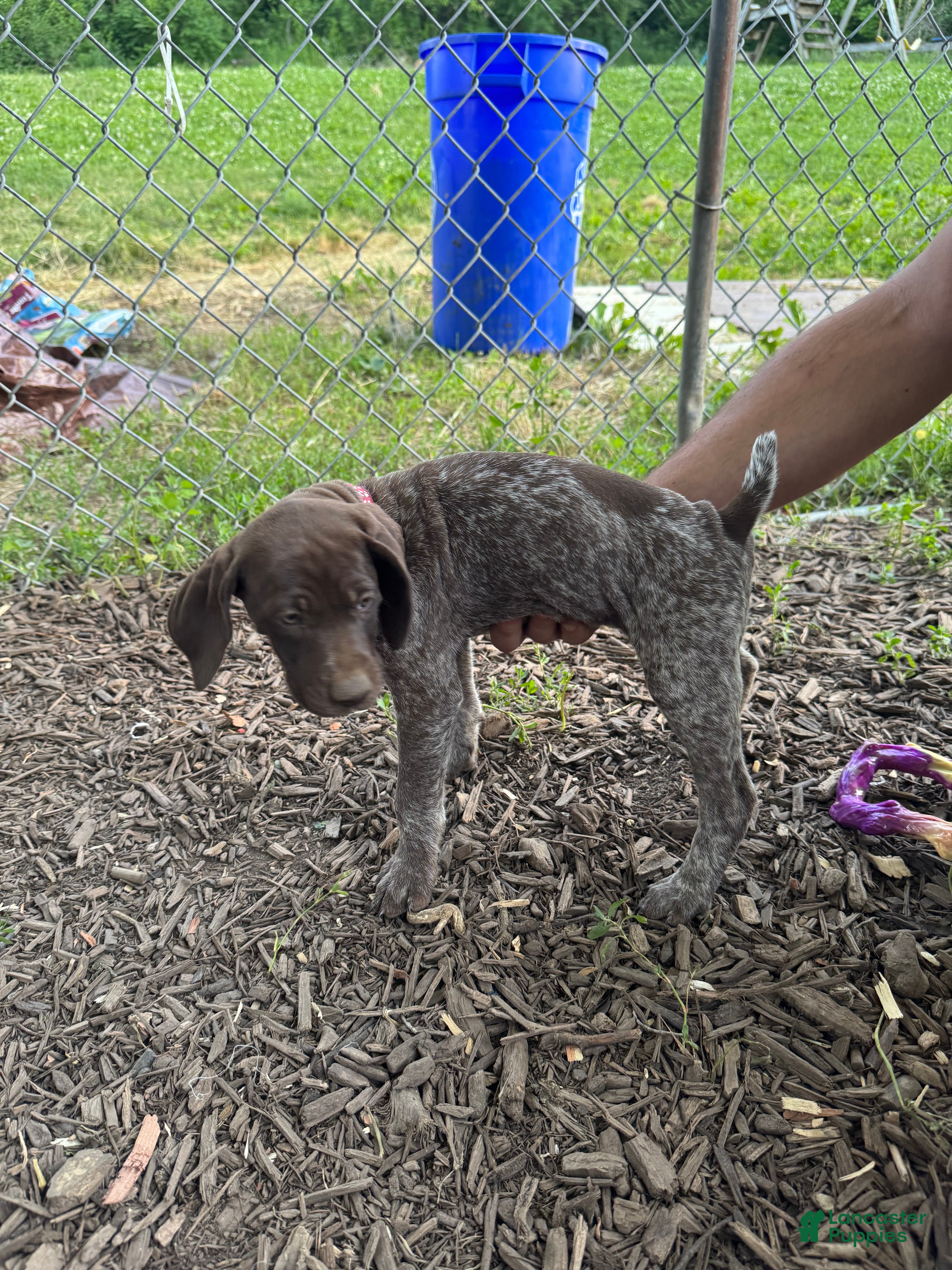 German Shorthaired Pointer dogs Dark Pink Girl - Ad 2