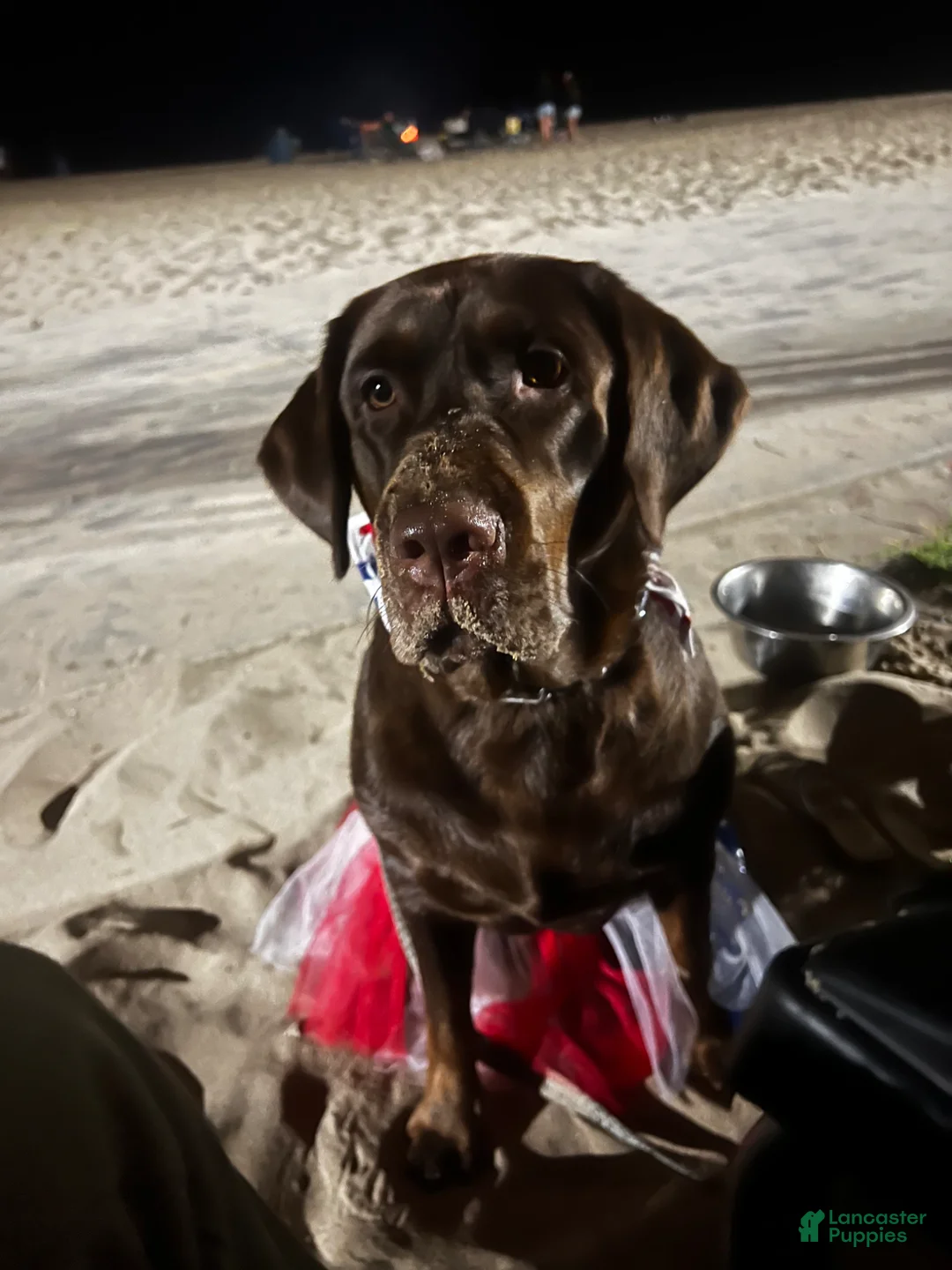 Labrador Retriever dogs for sale: Belle - Ad 3