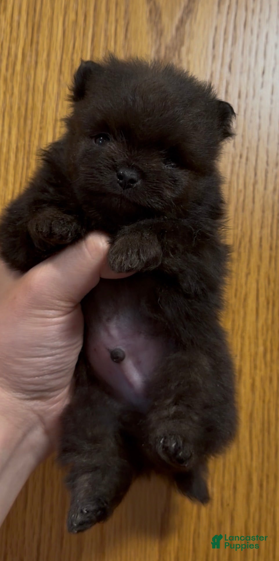 Pomeranian dogs Shadow  - Ad 8