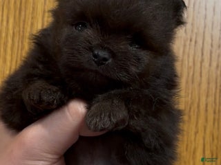 Pomeranian dogs Shadow - Ad 6