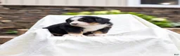 Bernese Mountain Dog dogs for sale: Ruby - Ad 3