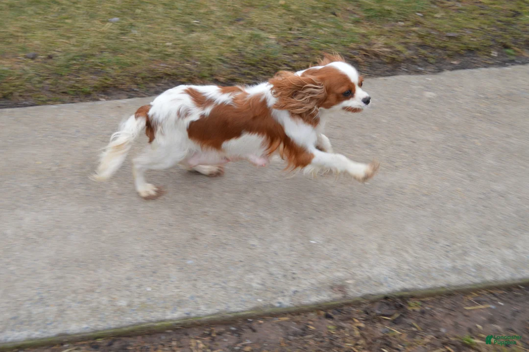Cavalier King Charles Spaniel dogs for sale: Colton - Ad 6