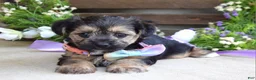 Morkie dogs for sale: Fiona  - Ad 2