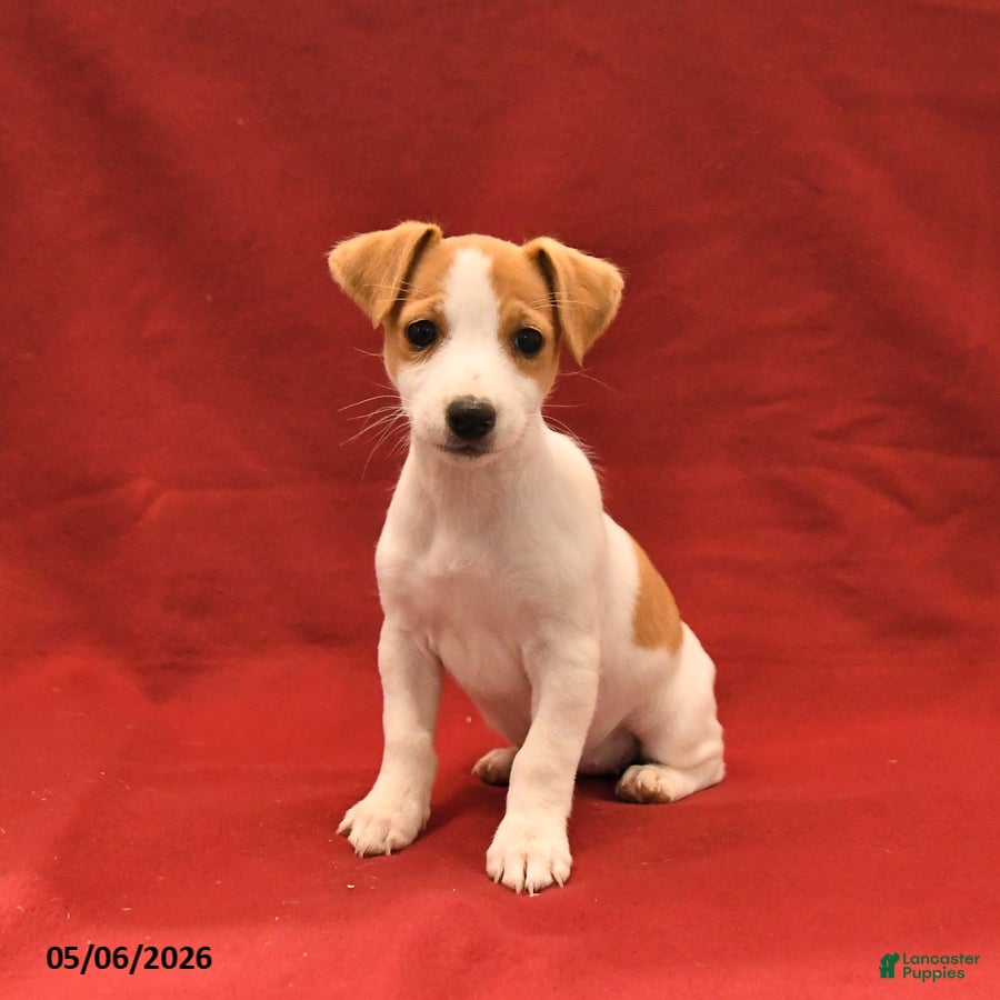 Jack Russell Terrier dogs for sale: Margie - Ad 2