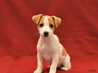 Jack Russell Terrier dogs for sale: Margie - Ad 2