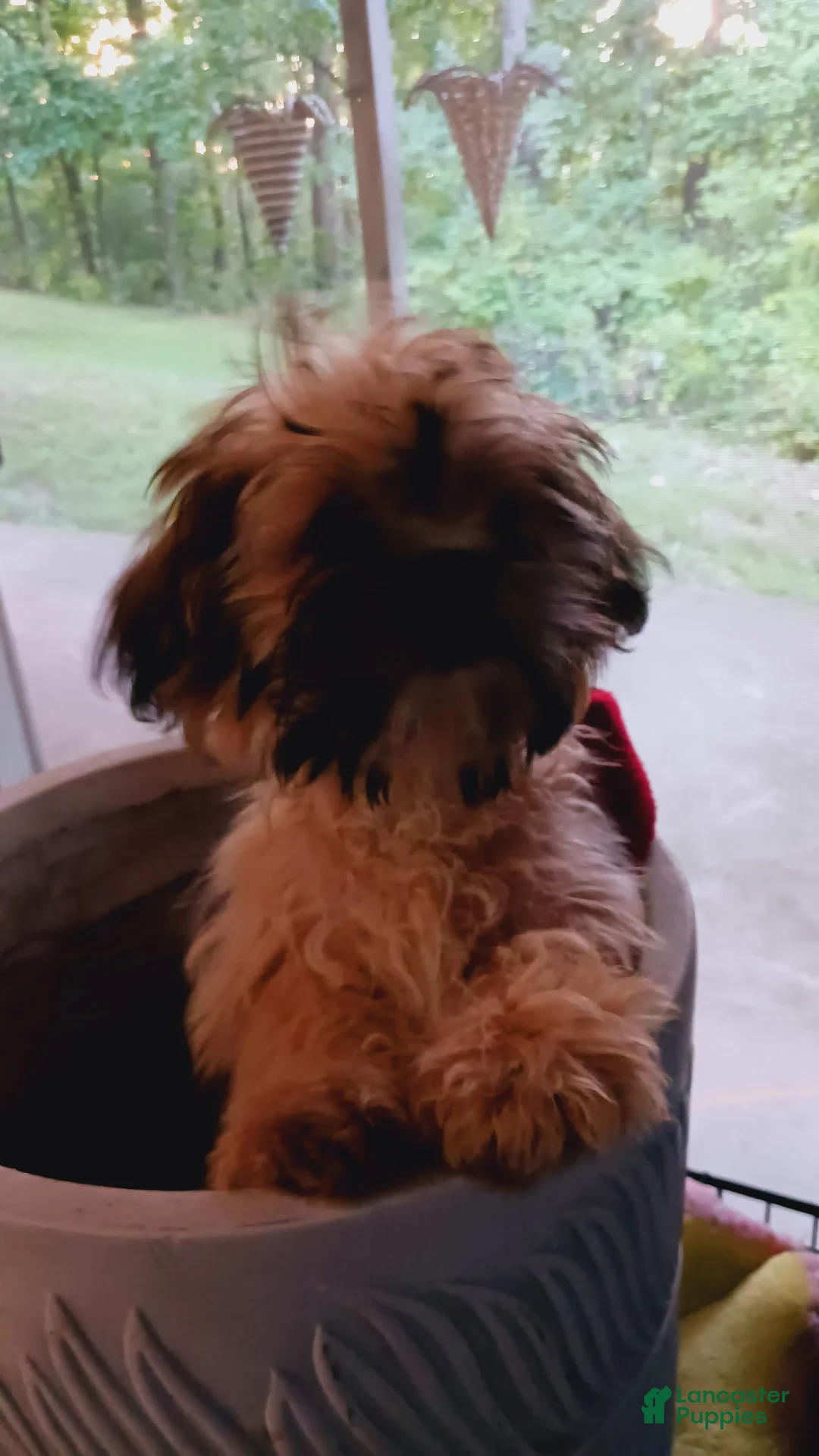 Shih Tzu dogs for sale: Shih Tzu 3 - Ad 3