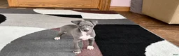 Italian Greyhound dogs for sale: Dannie - Ad 12