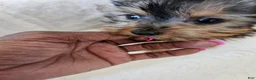 Yorkshire Terrier dogs for sale: Cabana - Ad 7