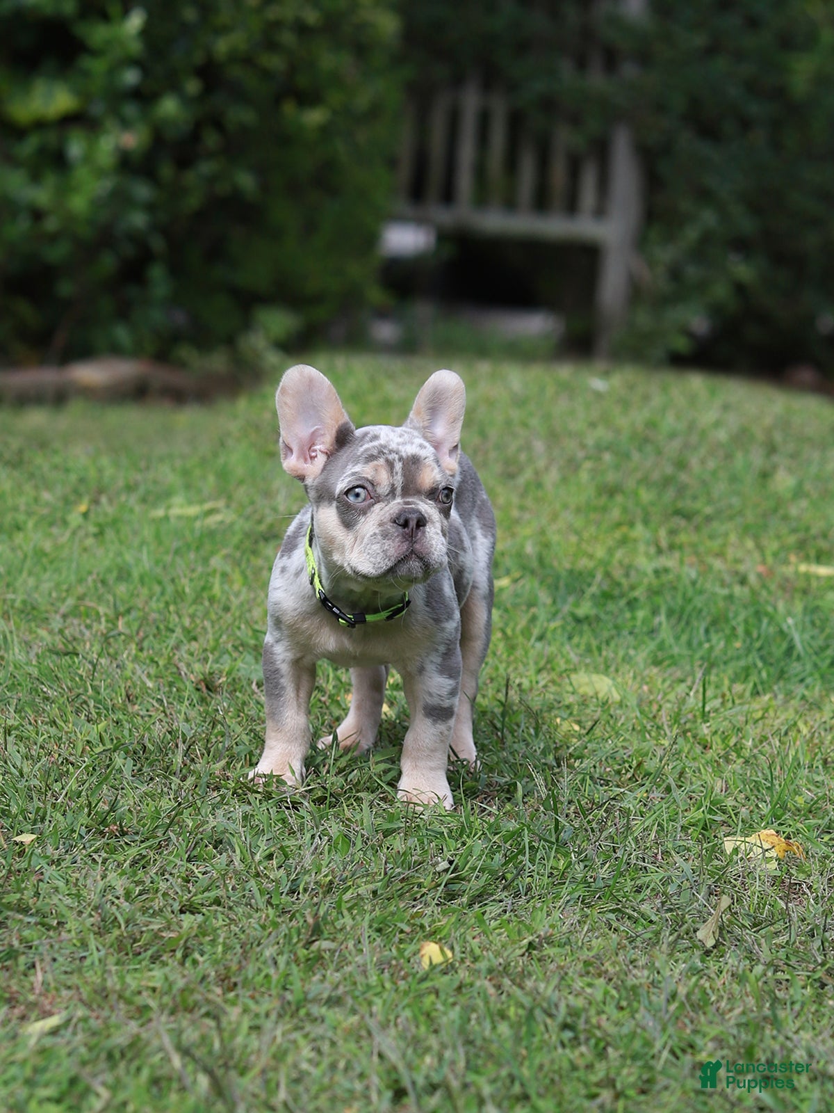 French Bulldog dogs Lucy - Ad 2