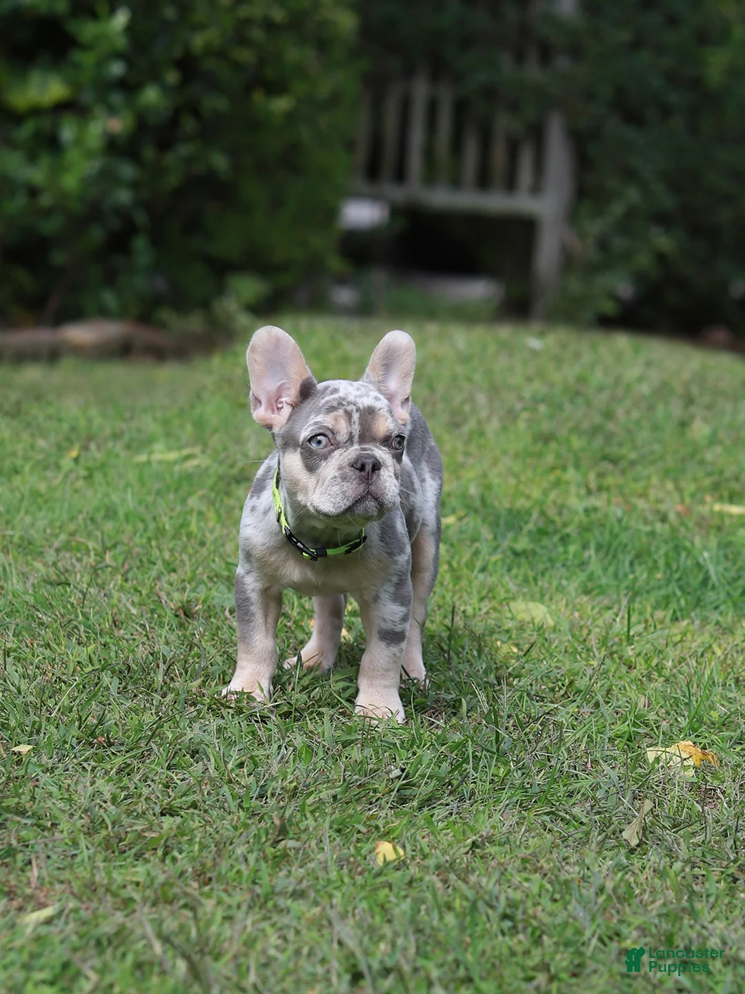 French Bulldog dogs for sale: Lucy - Ad 2