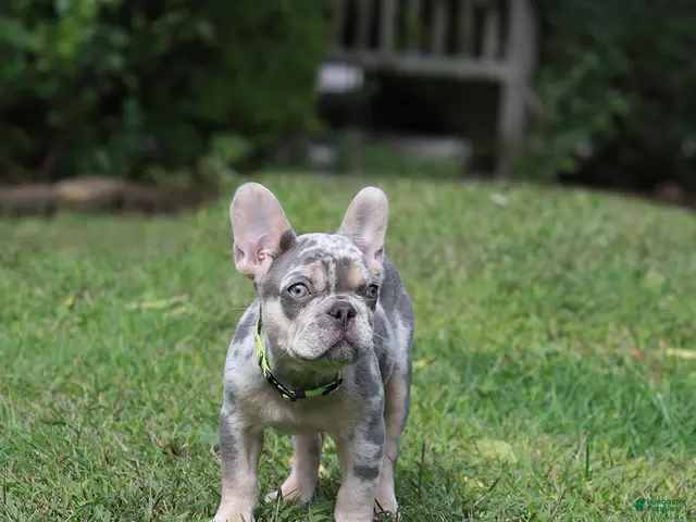 French Bulldog dogs Lucy - Ad 2