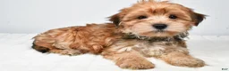Morkie dogs for sale: Micky - Ad 7