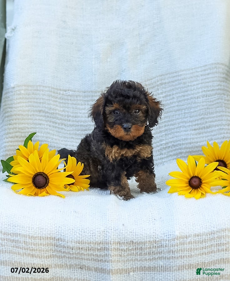 Cavapoo dogs Katie - Ad 2