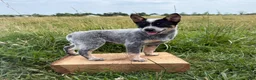 Australian Cattle Dog dogs for sale: Renley - Ad 7