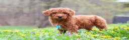 Standard Poodle dogs for sale: Max - Ad 3