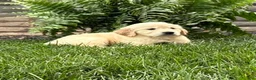 Golden Retriever dogs for sale: Milo - Ad 4