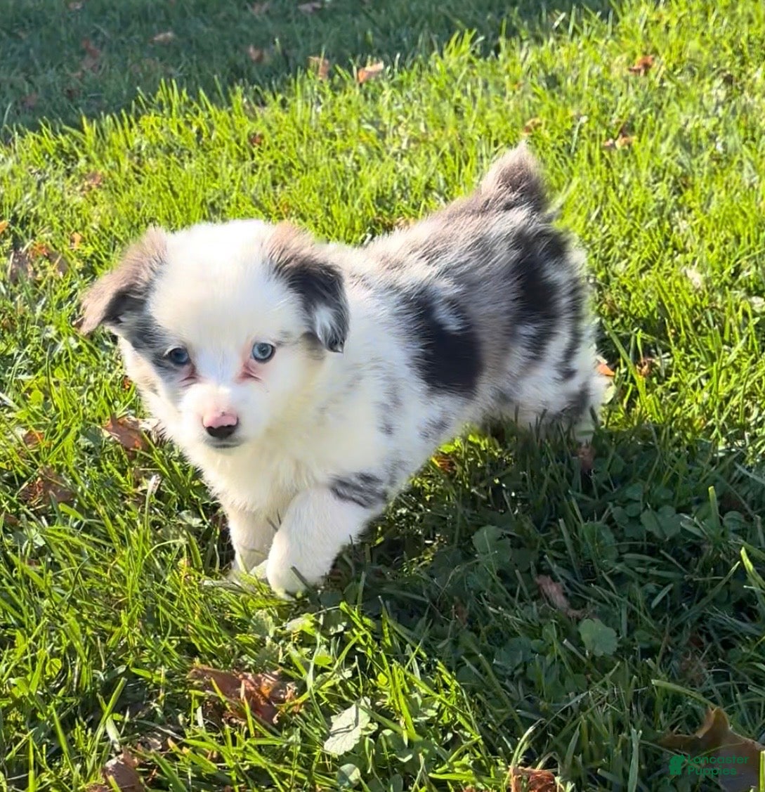Miniature Australian Shepherd dogs for sale: Missy - Ad 1