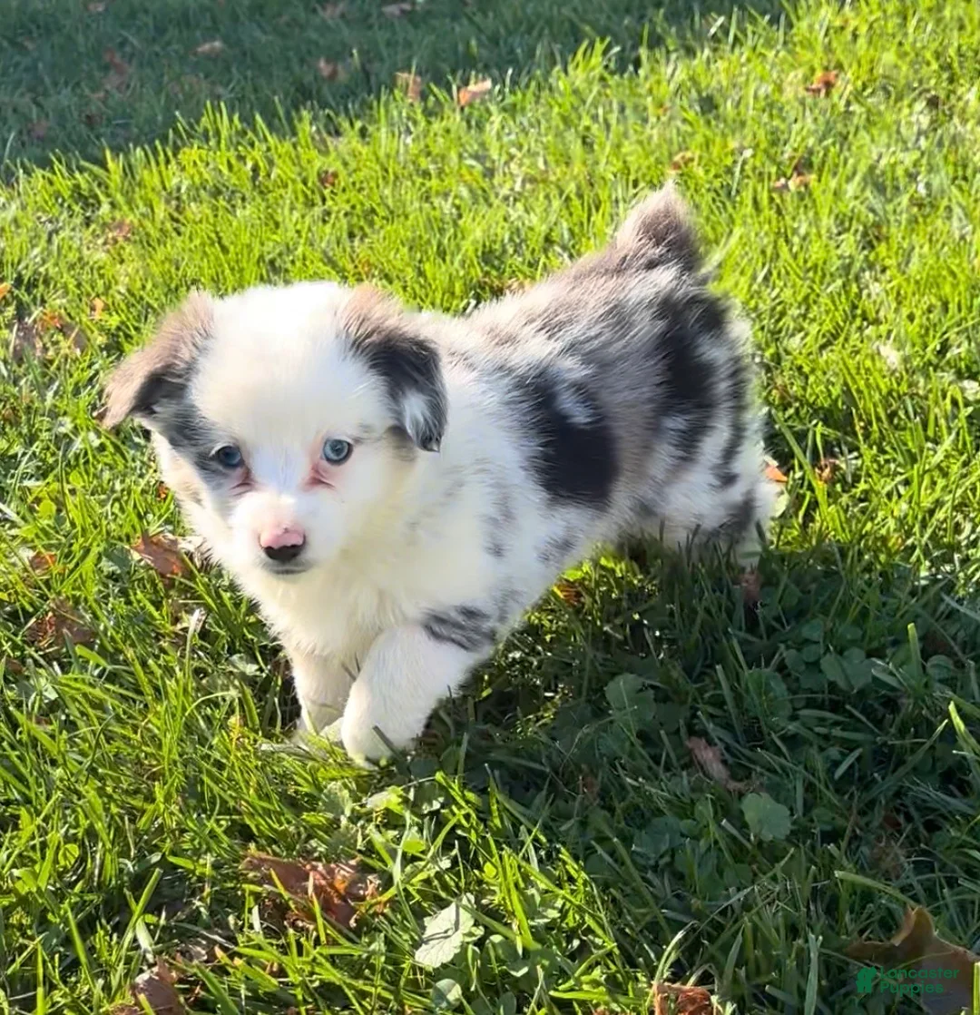 Miniature Australian Shepherd dogs for sale: Missy - Ad 1